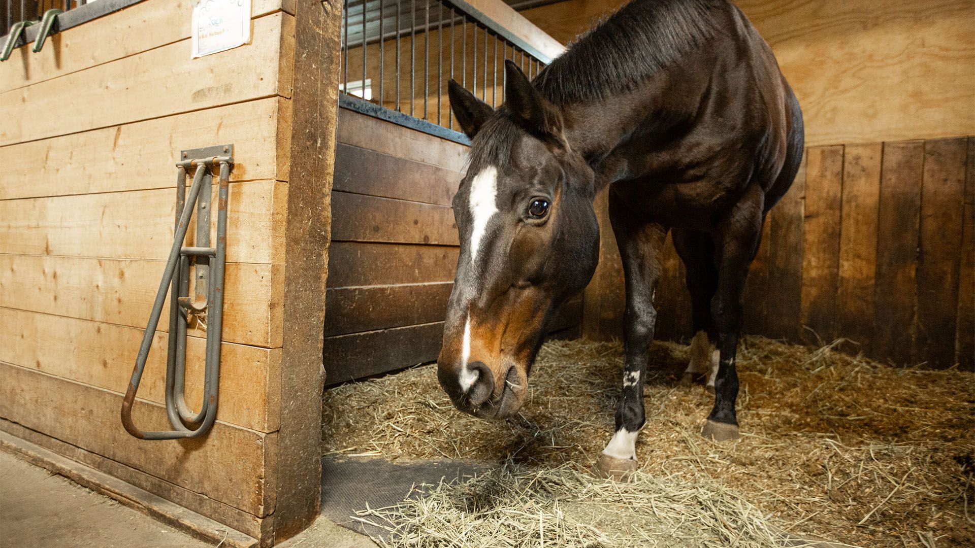 Understanding Equine Medication Control